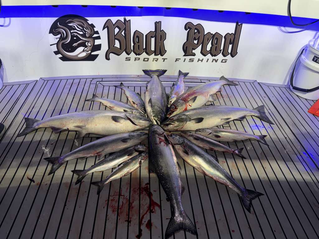 Massive salmon catch spread on deck